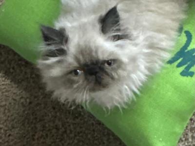 Ruby - Himalayan - Gallery Photo #1