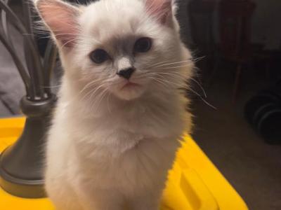 Ragdoll Boy - Ragdoll - Gallery Photo #1
