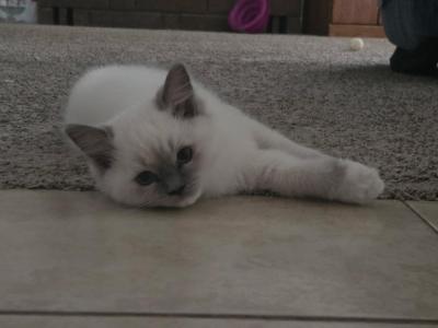 Blue Mitted Ragdolls - Ragdoll - Gallery Photo #1