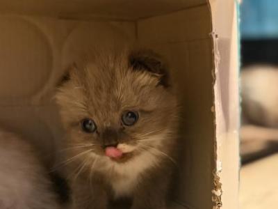 Mr Circle - Scottish Fold - Gallery Photo #1