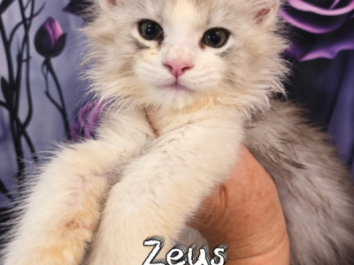 Zeus God & Goddess Litter - Maine Coon - Gallery Photo #1