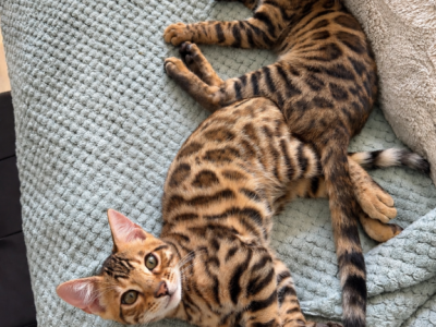 Bengal Boys - Bengal - Gallery Photo #1