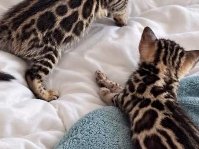 Bella Babies - Bengal - Gallery Photo #1