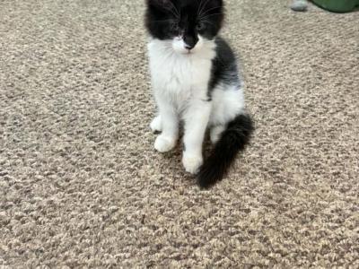 Batman - Maine Coon - Gallery Photo #1