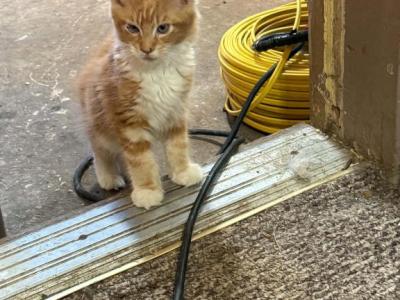 Simba - Maine Coon - Gallery Photo #1
