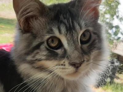Purebred Maine Coon Classic Tabby Female - Maine Coon - Gallery Photo #1