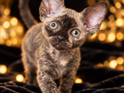 Devon Rex Tortie - Devon Rex - Gallery Photo #1
