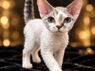 Devon Rex With Blue Eyes - Devon Rex - Gallery Photo #1