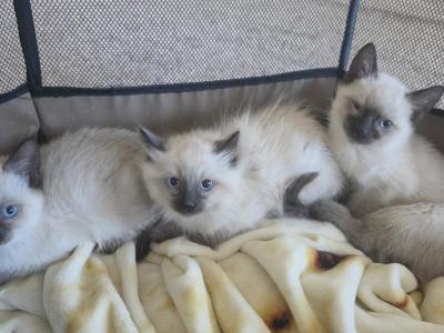 Siamese Babies - Siamese - Gallery Photo #1