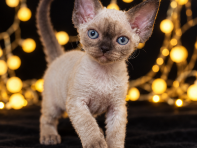 Point Devon Rex - Devon Rex - Gallery Photo #1