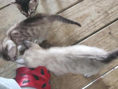 Ghost - Bengal - Gallery Photo #1