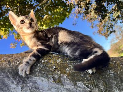 Luna Bengal Kitten - Bengal - Gallery Photo #1