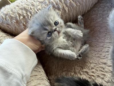Misty - Persian - Gallery Photo #1