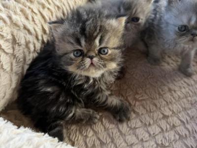 Leo - Persian - Gallery Photo #1