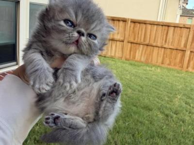 Biscuit - Persian - Gallery Photo #1