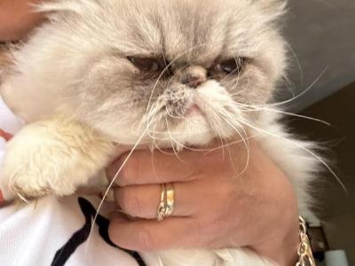Silverpoint Persian Cat Female - Persian - Gallery Photo #1