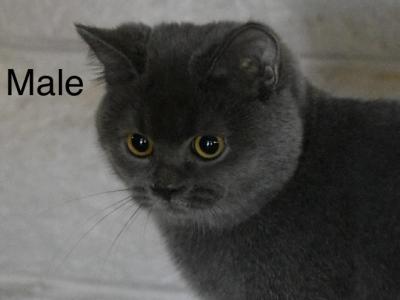 British Shorthair Male - British Shorthair - Gallery Photo #1