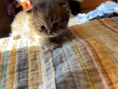The Boys - Persian - Gallery Photo #1