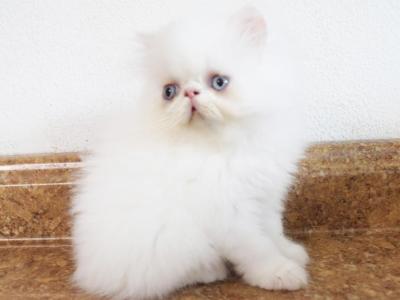 Persian Jewel 5 - Persian - Gallery Photo #1