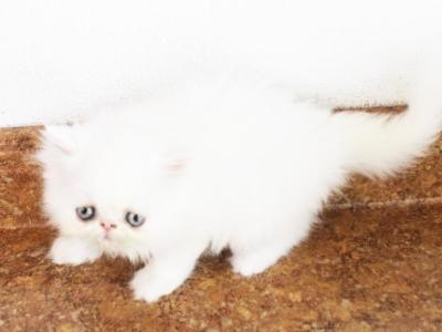 Persian Jewel 6 - Persian - Gallery Photo #1