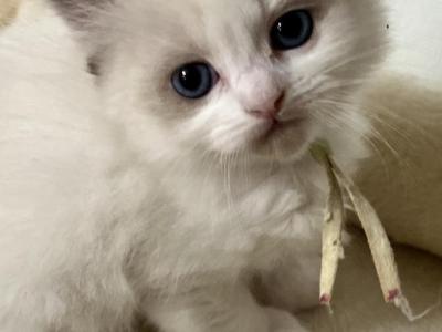 RESERVED Laughrey - Ragdoll - Gallery Photo #1