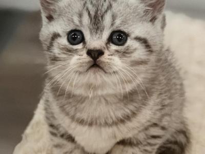Milo - British Shorthair - Gallery Photo #1