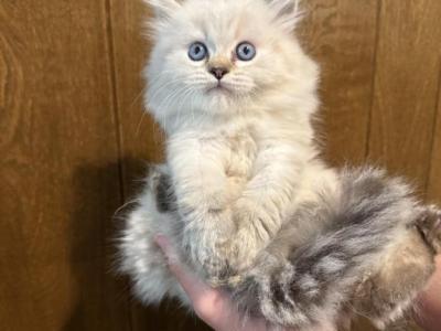 Opal Male Lynx - Ragdoll - Gallery Photo #1