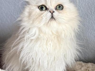 Lulu - Persian - Gallery Photo #1