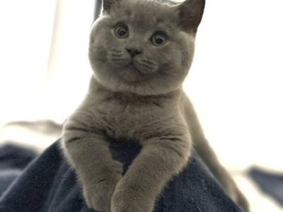 SALE British Shorthair Blue Male - British Shorthair - Gallery Photo #1