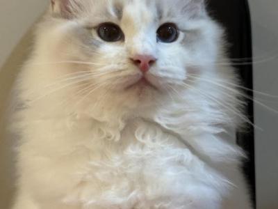 Moon - Ragdoll - Gallery Photo #1