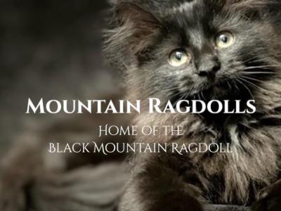 Black Mountain Ragdolls - Ragdoll - Gallery Photo #1