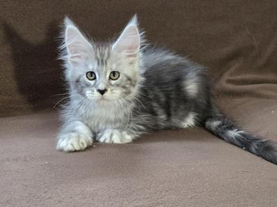 Elara - Maine Coon - Gallery Photo #1