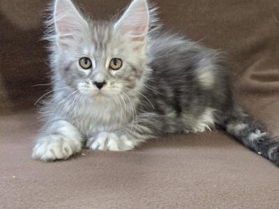 Starlet Pet Elara - Maine Coon - Gallery Photo #1