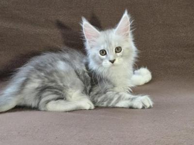 Enigma Girl - Maine Coon - Gallery Photo #1