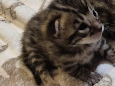 Brown Bengals - Bengal - Gallery Photo #1