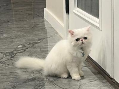 Luna Baby Girl - Persian - Gallery Photo #1