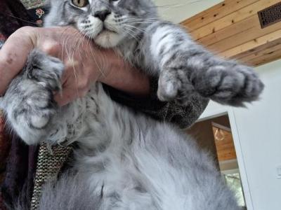 Maksim Polydactyl - Maine Coon - Gallery Photo #1