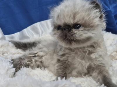 Seal Point Persian - Himalayan - Gallery Photo #1
