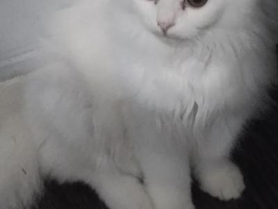 All White Dollface Persian Kitten - Persian - Gallery Photo #1