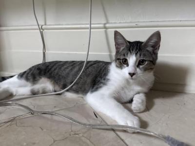 Leo - Domestic - Gallery Photo #1