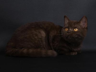 Chocolate British Shorthair - British Shorthair - Gallery Photo #1
