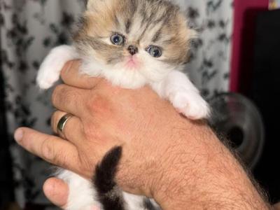Shiloh - Persian - Gallery Photo #1