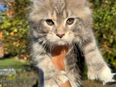 Mercury - Maine Coon - Gallery Photo #1