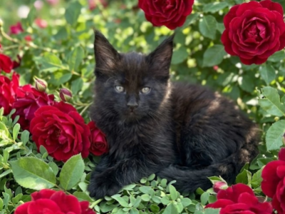 Smoky - Maine Coon - Gallery Photo #1