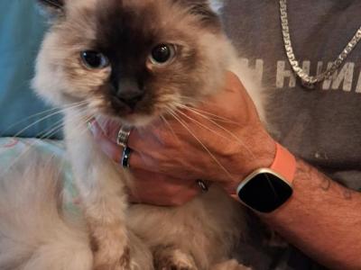 Mazie Tortie Ragdoll - Ragdoll - Gallery Photo #1
