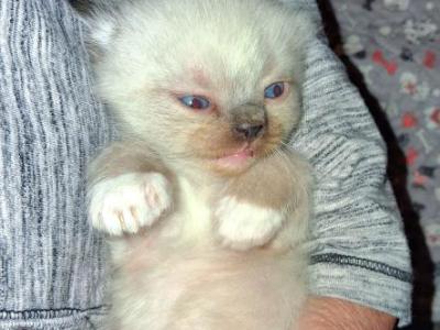Ragdoll Boys - Ragdoll - Gallery Photo #1