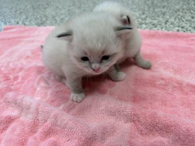 Pearls Litter - Ragdoll - Gallery Photo #1