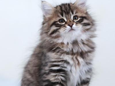 Litter Q Of Sibaris - Siberian - Gallery Photo #1