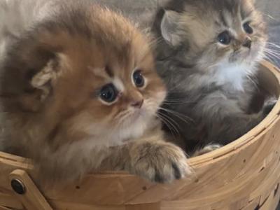 Tiffany - Scottish Fold - Gallery Photo #1