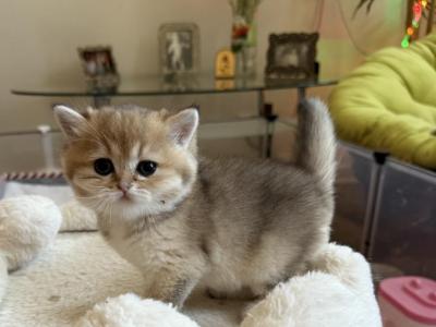 Dasha - British Shorthair - Gallery Photo #1